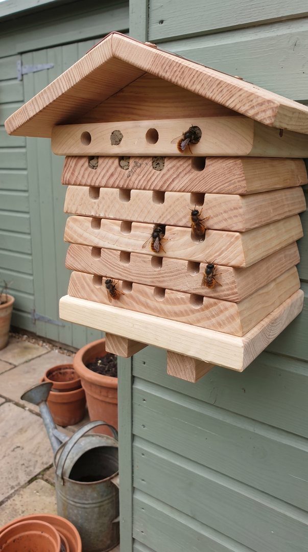 Red mason bees using the Blossom Warden on a shed wall
