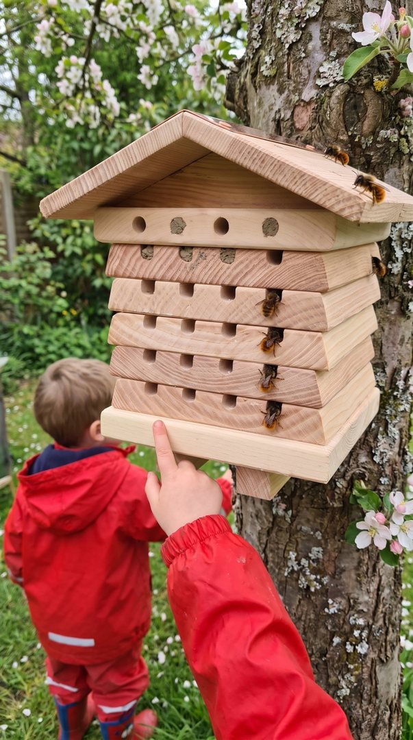 Child pointing at bees on the Blossom Warden on an apple tree